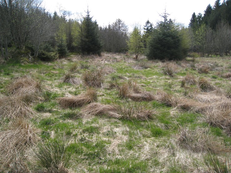 Gras, ute, tre, plante