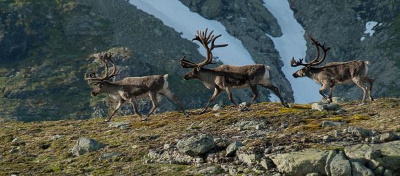 Reinsdyr på Fannaråken