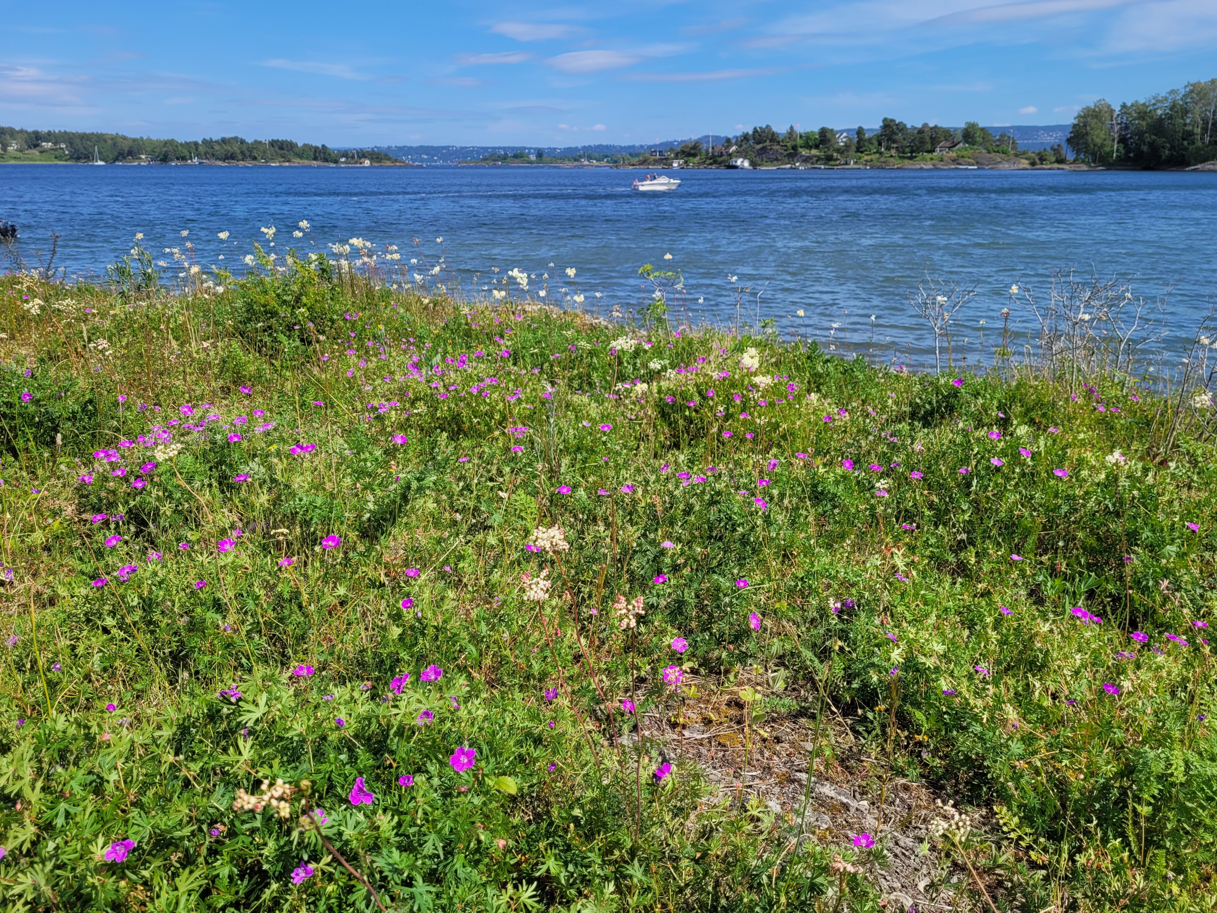 Åpen grunnlendt kalkmark på Malmøya.|Foto: Siri Lie Olsen/NINA © CC BY 4.0