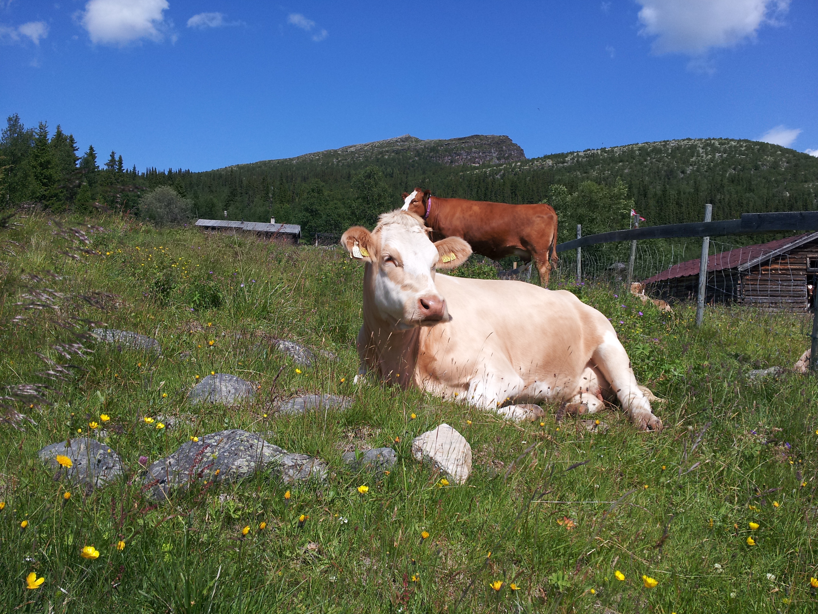 Storfe på beite