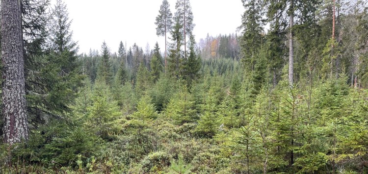 Vellykket foryngelse etter skjermstillingshogst Foto: Mathis Lunde / Mathis Lunde. Vellykket foryngelse etter skjermstillingshogst