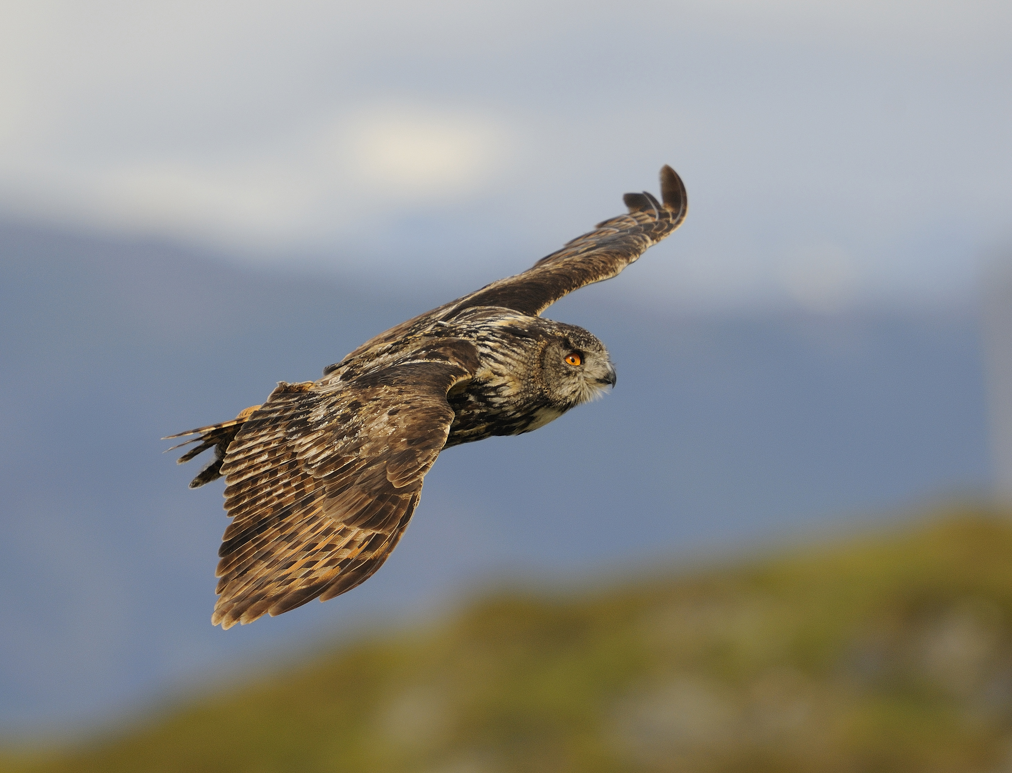 Foto: Frode Johansen.