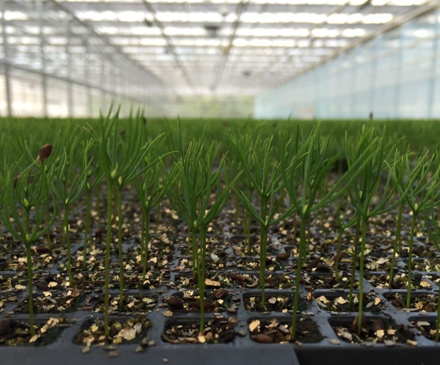 Elever: Plantene kommer fra planteskoler der de har vært "elever" i ett eller to år før de skal ut i den store verden. Planteskolene har kunnskap om skogplanter som de gjerne deler. Reiersøl planteskole på Froland anbefaler å bestille planter så tidlig som mulig, gjerne i januar.