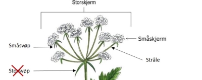 Generell illustrasjon skjermplante