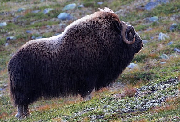 Foto: Bjørn Rangbru