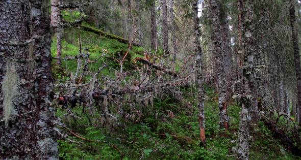 Kystgranskog i Åfjord