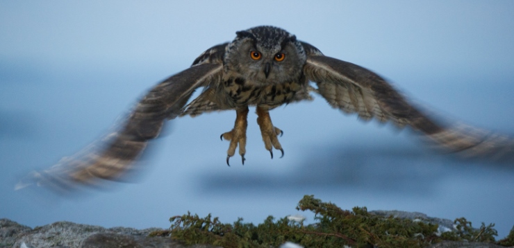 Hubro. Foto: Stig Olsen