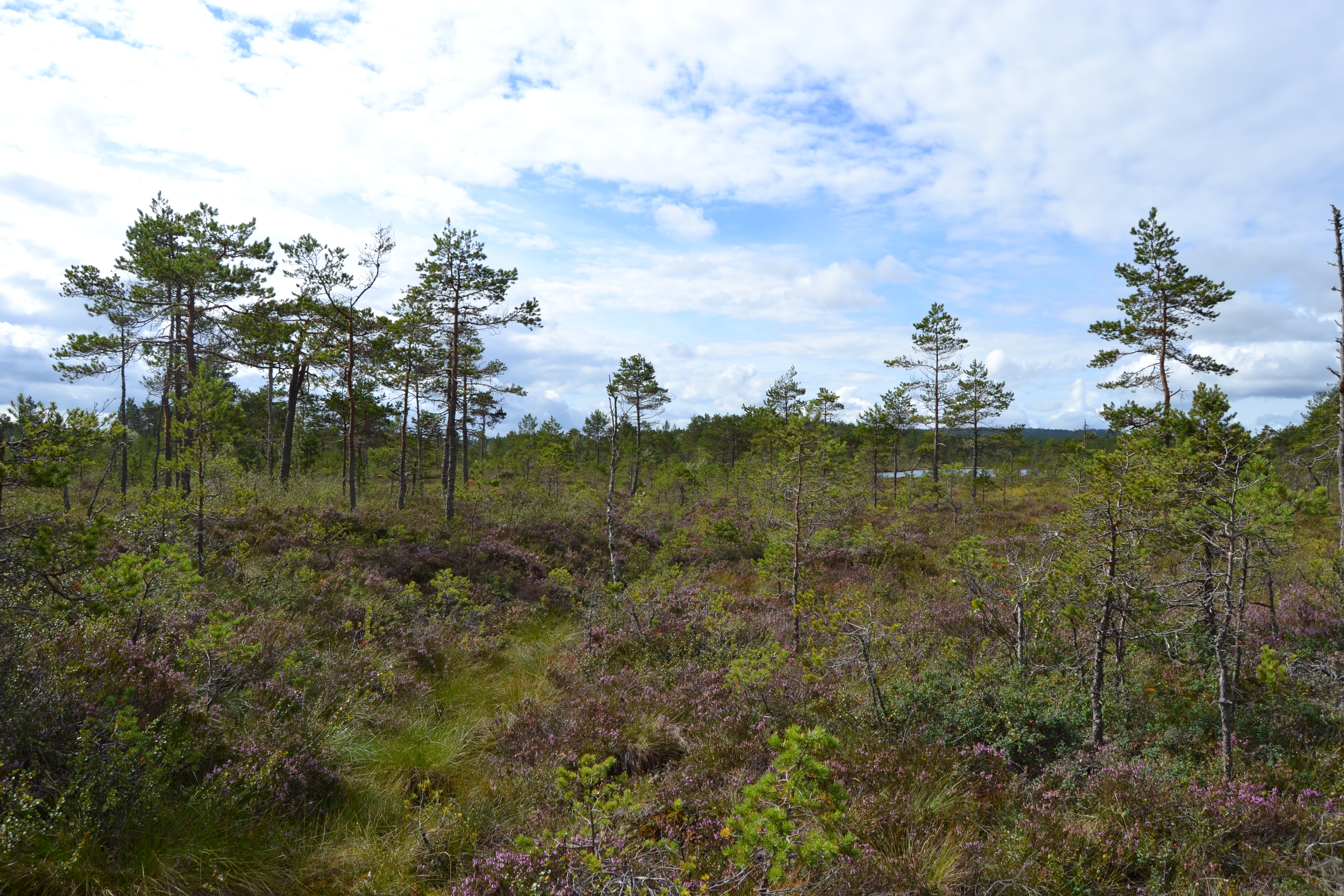 Grøftene skaper endringer i vegetasjonen. I stedet for torvmoser får vi arter som lyng og furu.